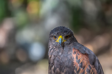 Detailed view of a gray hawk, gray and orange feathers, expressive look