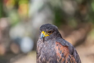 Detailed view of a gray hawk, gray and orange feathers, expressive look