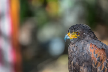 Detailed view of a gray hawk, gray and orange feathers, expressive look