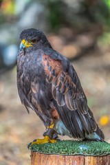 Detailed view of a gray hawk, gray and orange feathers, expressive look