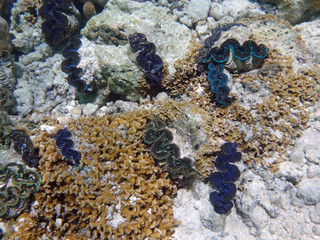 Underwater view of a Giant Clam (Tridacna Gigas) with blue lips in the Bora Bora lagoon, French Polynesia