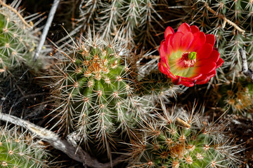 Claret Cup Cactus (Mojave Kingcup) Echinocerus mojavensis