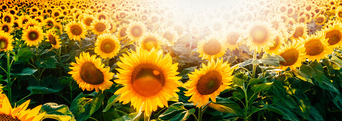 Bright sunflower field header with lens flare