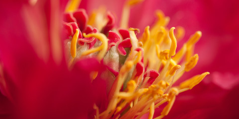 Fototapeta na wymiar red peony with beautiful delicate petals