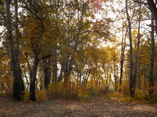 autumn in the forest
