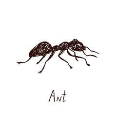 Ant drawing, vintage engraved illustration style, hand drawn doodle, sketch, vector with inscription