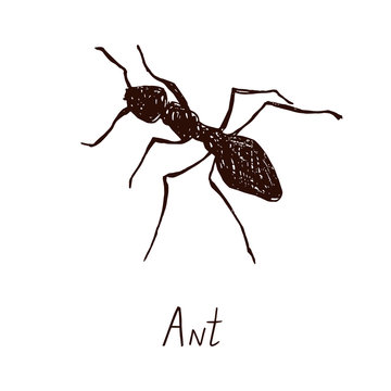 Ant drawing, vintage engraved illustration style, hand drawn doodle, sketch, vector with inscription