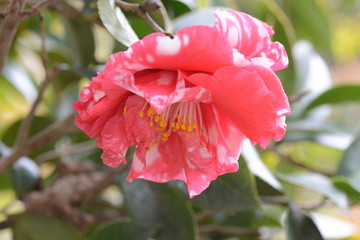 Cmellia / Camellia japonica