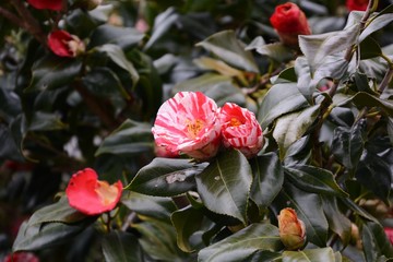 Cmellia / Camellia japonica