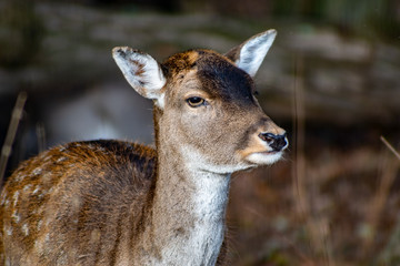 Nahaufnahme eines jungen Rehs