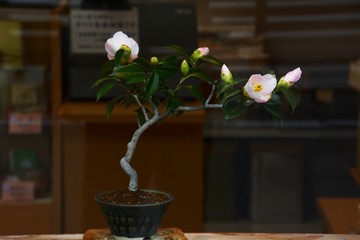 Cmellia / Camellia japonica
