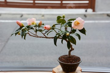 Cmellia / Camellia japonica