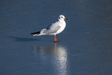 Black headed seagulls (chroicocephalus ridibundus) in winter plumage standing on a frozen lake in winter