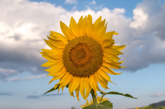 Lone sunflower in the sunflower field