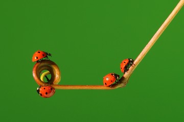 ladybug