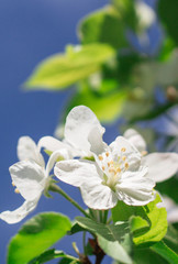 white flowers of apple tree