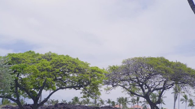 Two Koa Trees in the Distance