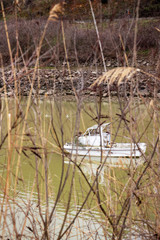 Dilapidated white fishing boat at the dam of Lake Kerkini on Strymonas River near the village of Lithotopos, Greece, as seen through dry blurred winter branches