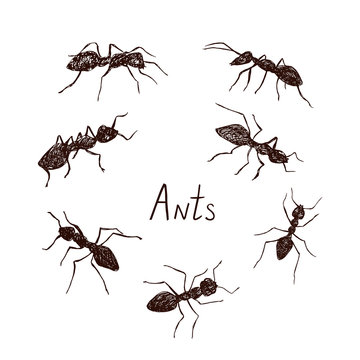 Ants collection drawing, vintage engraved illustration style, hand drawn doodle, sketch, vector with inscription