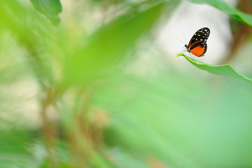 The Tiger Longwing (Heliconius hecale) butterfly resting on plant leaf.