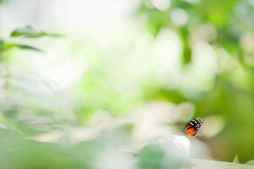The Tiger Longwing (Heliconius hecale) butterfly resting on small stone.