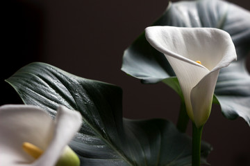 Calla - blossom beautiful white flower, houseplant, background.
