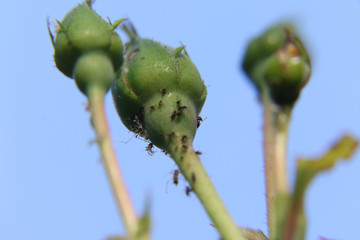 Blattläuse an Rosenknospen