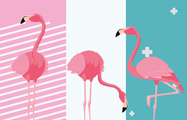 tropical flamingo design