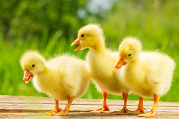 three small yellow goose on natural green background