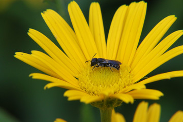 Wildbiene auf Blüte