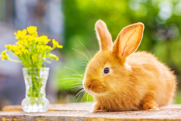 beautiful red rabbit on natural green background