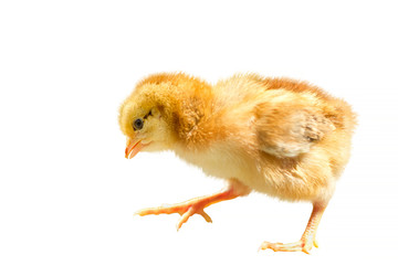 small brown chicken on white isolated background