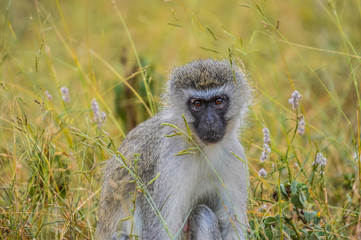 portrait of a vervet monkey (Chlorocebus pygerythrus), or simply vervet, is an Old World monkey