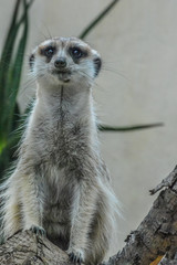 Cute Meerkat also known as Meer Kat or Meercat standing tall in