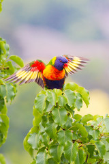 Rainbow Lorikeet Showing off its Bright Colors