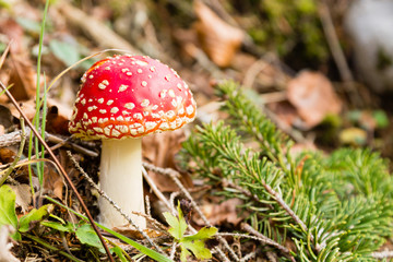 Amanita muscaria mushroom close up, nature background