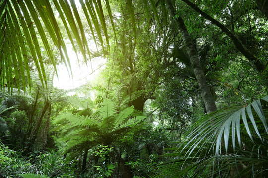 Fototapeta Canopy of jungle