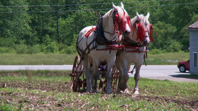 man riding on an old horse driven tiller pulled by two white horses