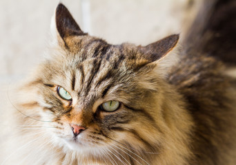 Brown kitten of livestock with long hair, siberian purebred cat