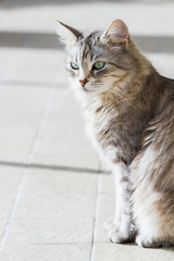 Adorable pet with long hair, siberian purebred cat
