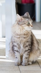Female pet of livestock with long hair, siberian purebred cat
