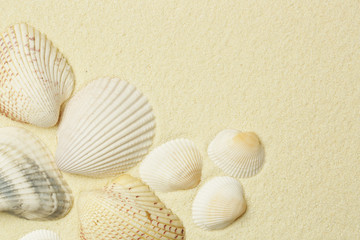 Fototapeta na wymiar Seashells on the white beach sand with copy space