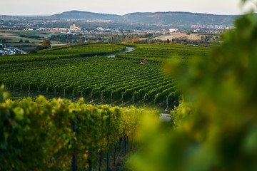 sunset vine leaves on vineyard. Detailed focus view of the leaf on calm warm tone autumn color