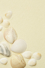 Seashells on the white beach sand with copy space