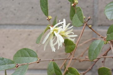 Loropetalum chinense flowers