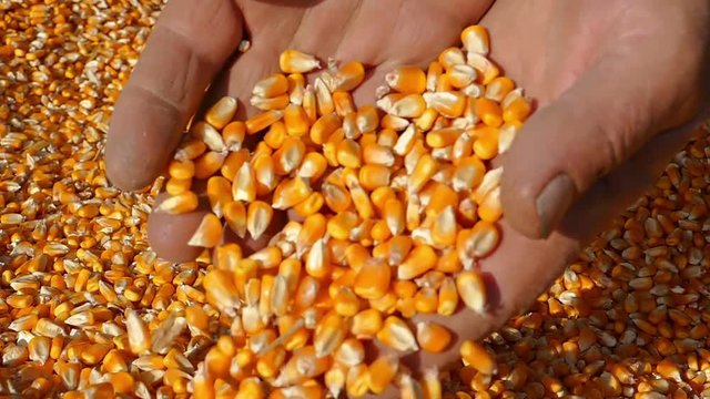 Strong hands of senior farmer shows freshly harvested corn grains, slow motion