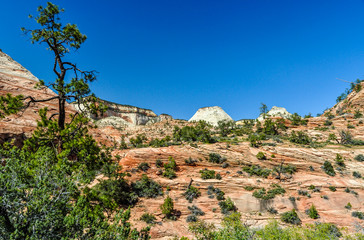 Ponderosa Pines and Sage Brush Lead Up to White Cones of Sandstone in Zion National Park of Utah