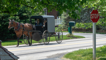Naklejka na ściany i meble Amish Horse and Buggy 3