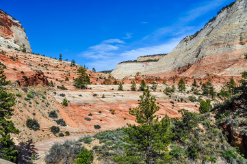Fototapeta na wymiar Sandstone and Ponderosa Pine Landscape of Zion National Park in Utah
