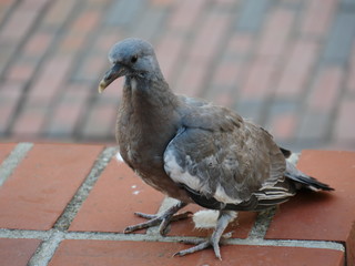 common urban pigeon with brew white feathers, the ground is paved with reddish bricks and paving stones